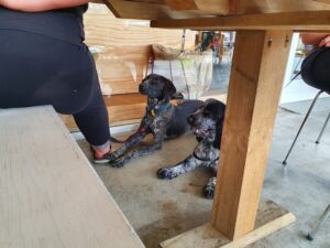 The Benefits of Crate Training for Dogs