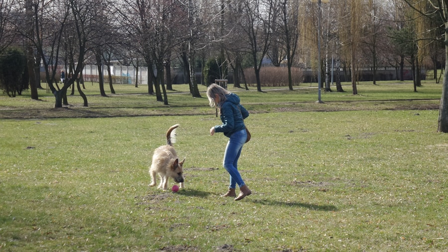Photo Dog training