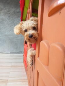 Mastering Dog Crate Training: A Step-by-Step Guide
