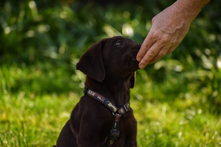 Mastering Service Dog Training: A Guide to Success