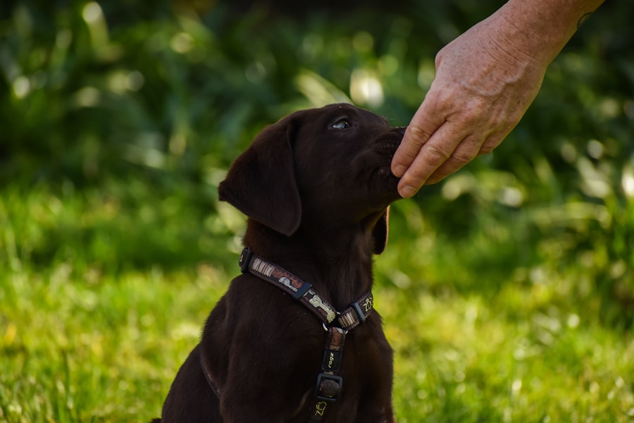 Photo Service dog training