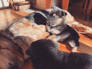 Top 10 Popular Dog Names for 2021