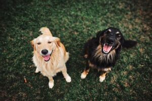 Top 10 Dog Names for Your Furry Friend