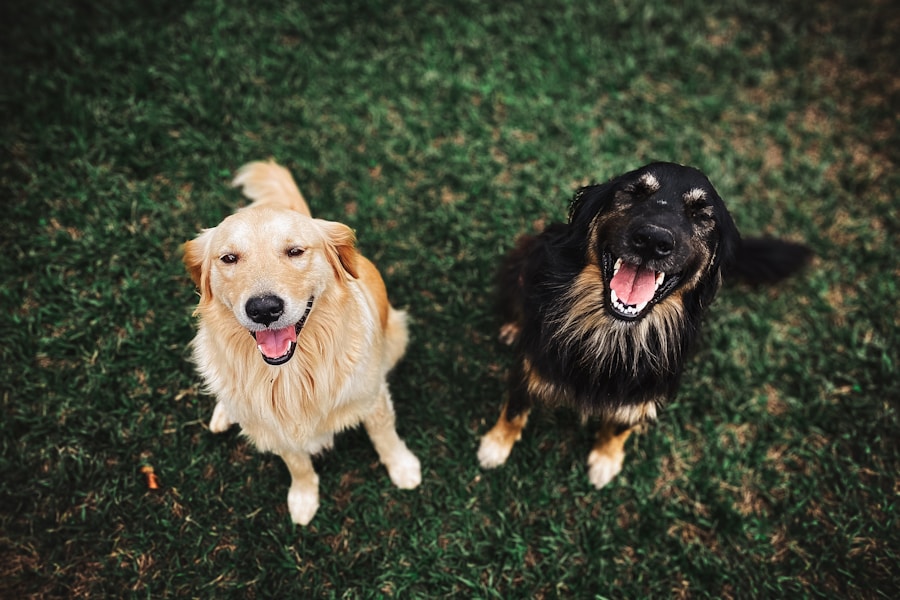 Photo "dog best names"