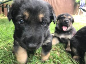 The Top 10 Best Puppy Names for Your New Furry Friend
