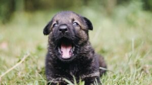 Top 10 Best Male Dog Names for Your New Pup