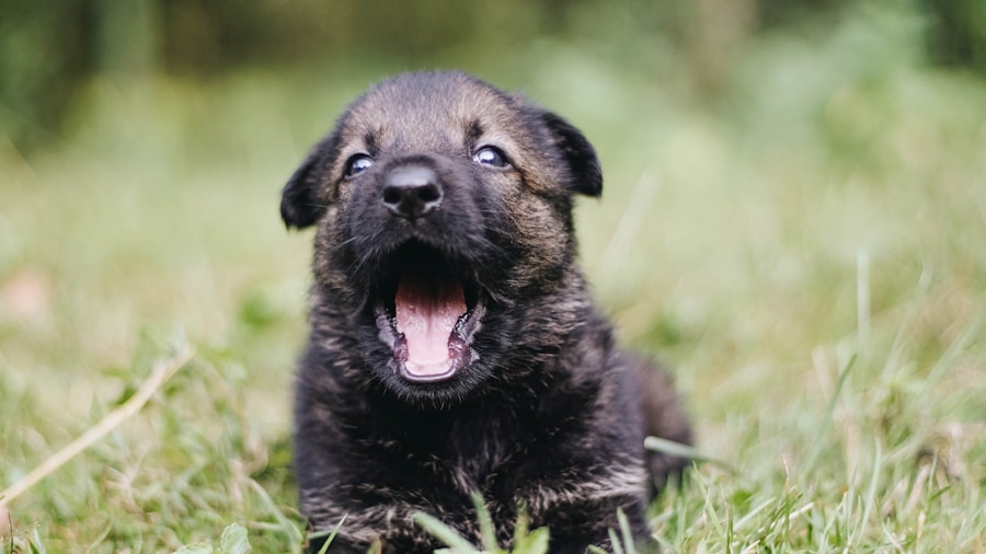 Photo "best male dog names"