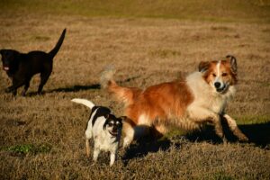 Top Dog Names: From Max to Bella