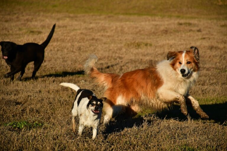 Top Dog Names: From Max to Bella