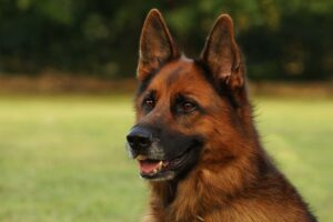The German Shepherd: A Versatile and Loyal Breed