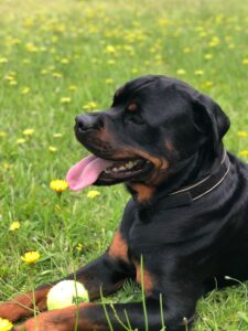 Exploring the Unique Characteristics of Rottweiler Dog Breeds