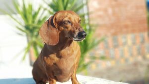The Lovable Dachshund: A Guide to this Adorable Breed