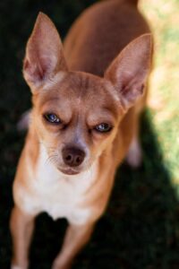 The Charming Chihuahua: A Small Breed with a Big Personality
