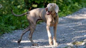 The Top Hound Dog Breeds: A Guide for Dog Lovers