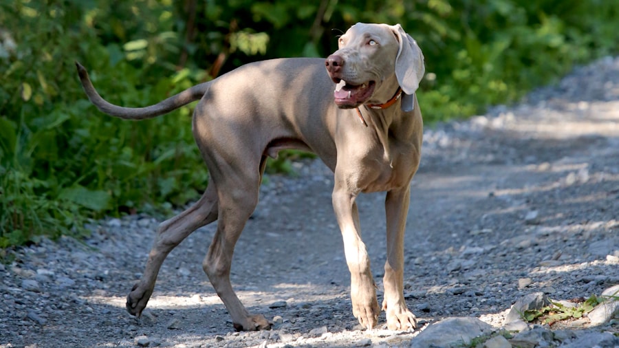 Photo dog breeds hounds