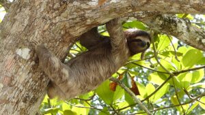 The Fascinating Behavior of Sloths
