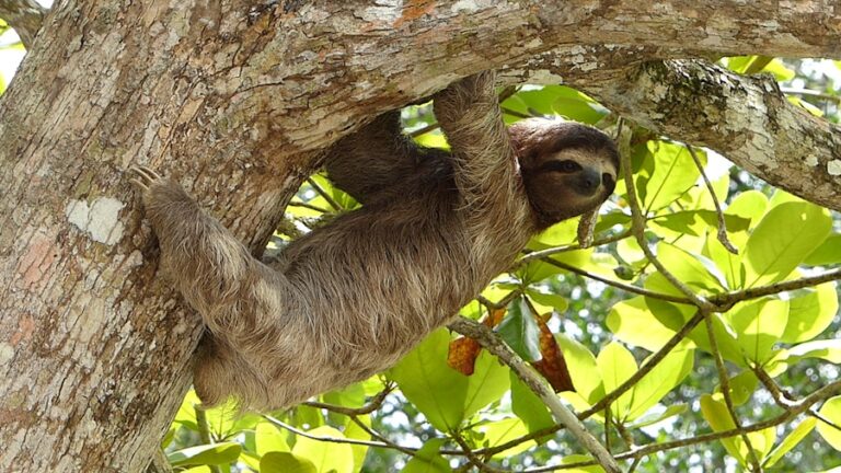 The Fascinating Behavior of Sloths