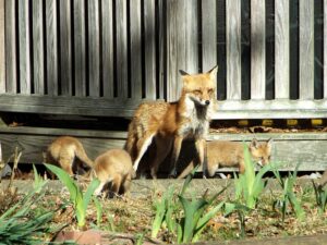 Understanding Fox Behavior: An Insight into the Cunning Creatures
