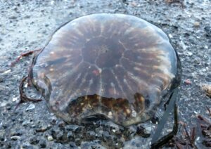 The Fascinating Mating Ritual of Horseshoe Crabs