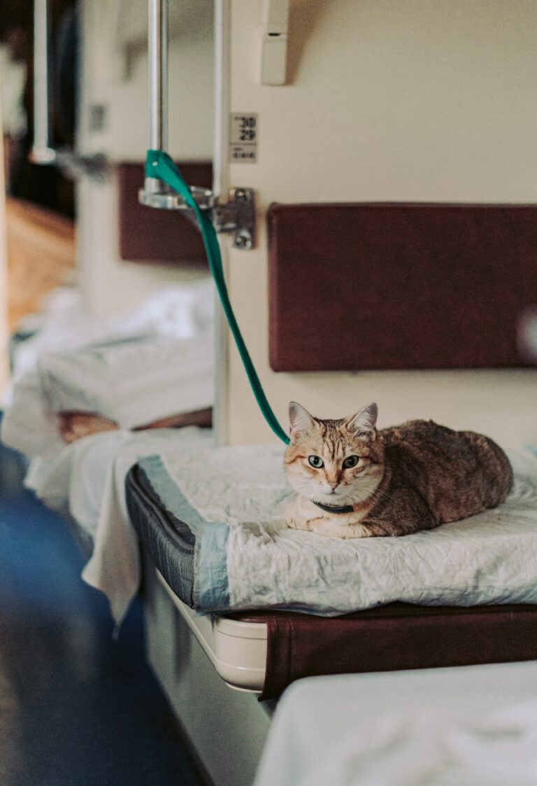 Importance of Regular Veterinary Care for Pets