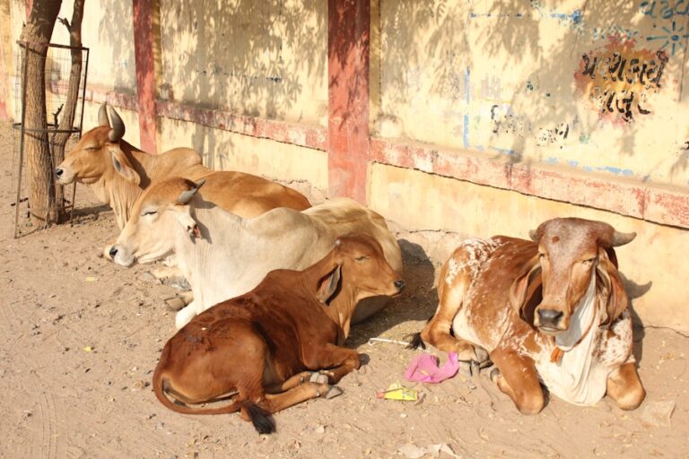 Improving Animal Welfare: A Guide to Ethical Care