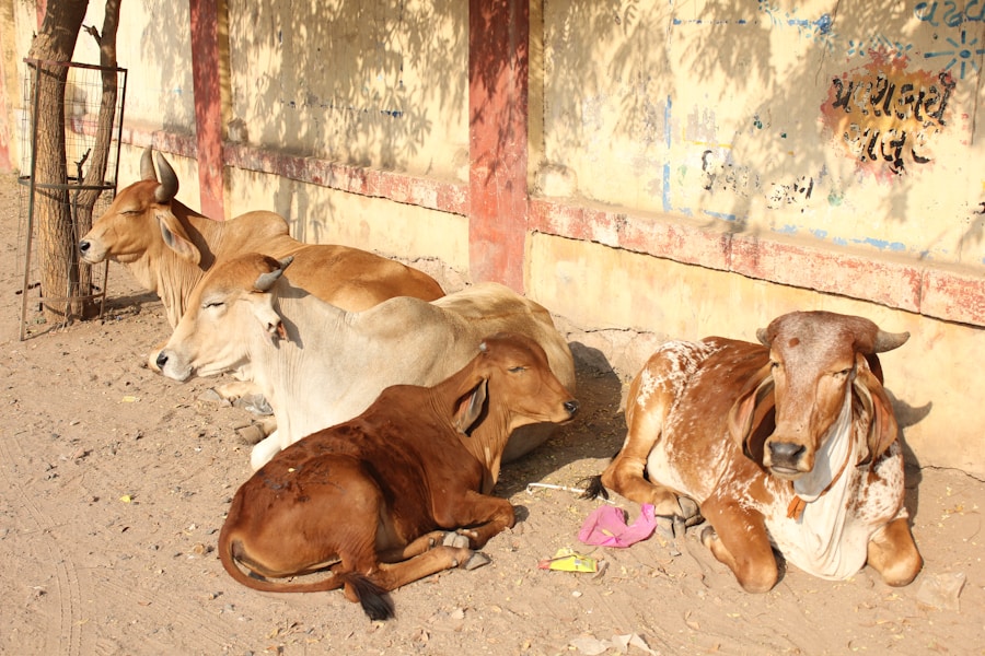 Photo Animal Welfare