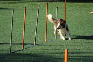 Discover Dog Obedience Classes Near Me