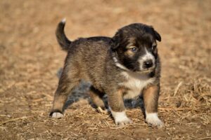 Top 10 Popular Puppy Names for Your New Furry Friend