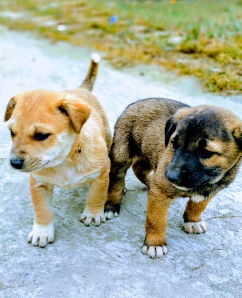Top 10 Most Popular Dog Names for 2021