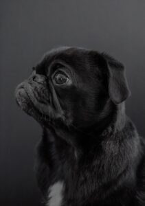 The Adorable Pug: A Charming Companion