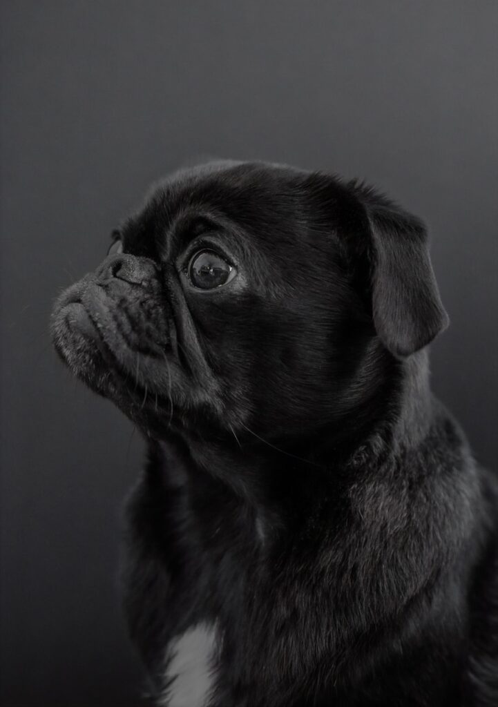 The Adorable Pug: A Charming Companion