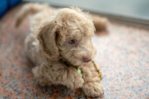 The Elegant Poodle: A Guide to This Popular Dog Breed