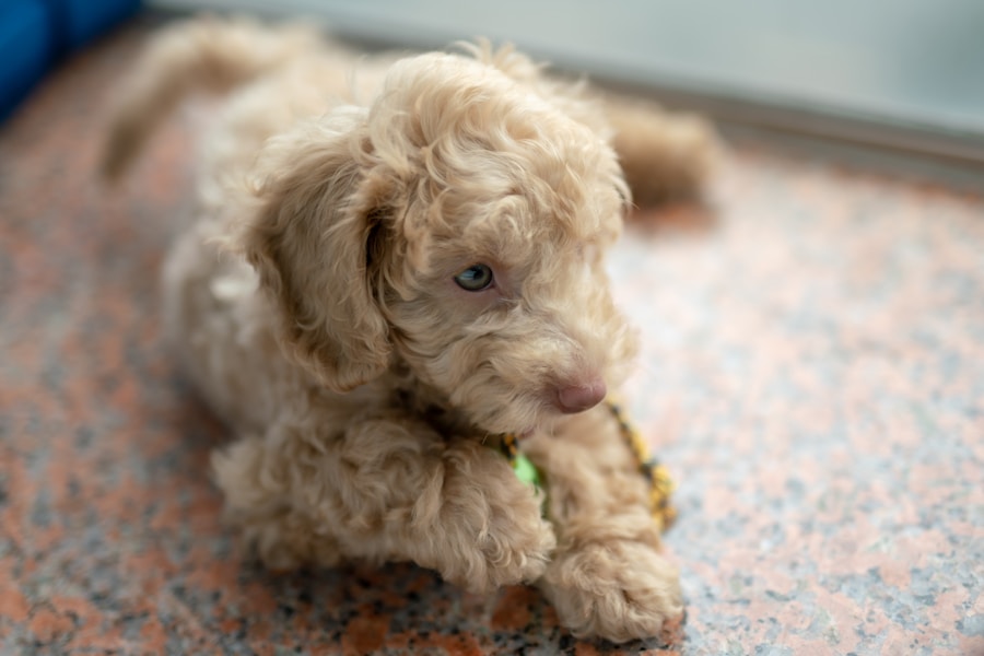 The Elegant Poodle: A Guide to This Popular Dog Breed
