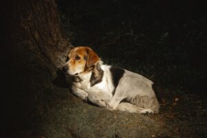 Discover the Charm of Beagle Breed Dogs