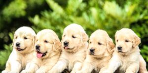The Top 10 Most Common Dog Names: Max, Bella, Charlie, Lucy, Cooper, Daisy, Rocky, Molly, Lola, and Buddy