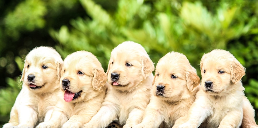 The Top 10 Most Common Dog Names: Max, Bella, Charlie, Lucy, Cooper, Daisy, Rocky, Molly, Lola, and Buddy