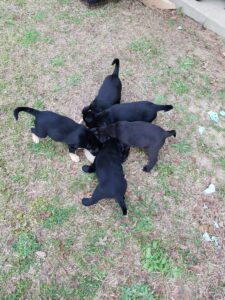 Mastering Puppy Training: Tips for Success