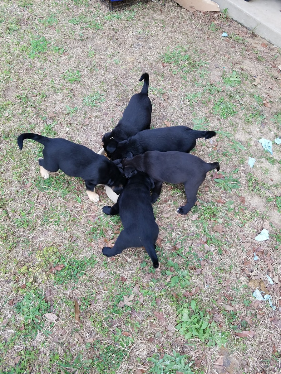 Photo puppy dog training