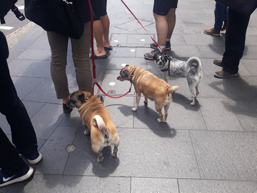Find Dog Obedience Near Me: The Best Training for Your Pup