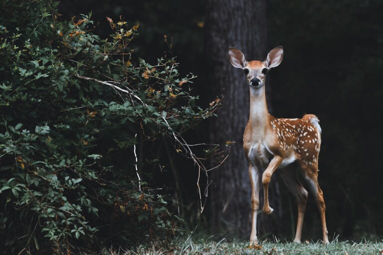 The Fascinating World of Giraffe Mating
