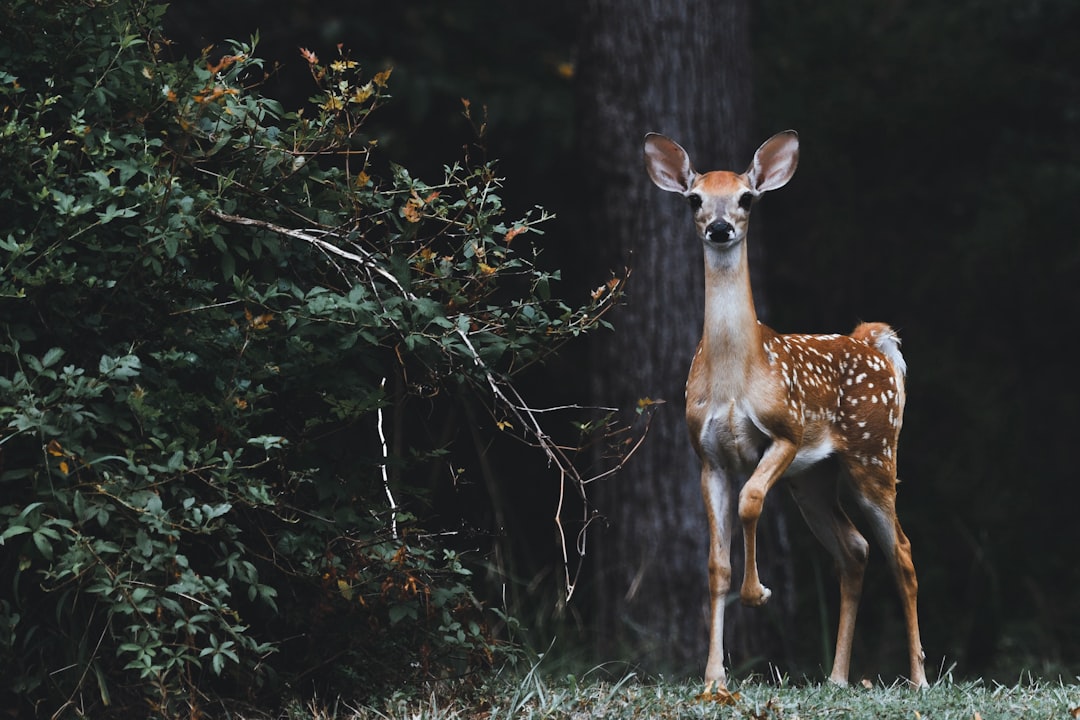 Photo Wildlife documentary