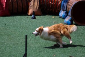 Understanding Animal Psychology: The Key to Unlocking Their Behavior