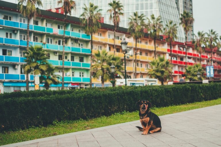 Convenient Dog Boarding Near Me: Find the Perfect Stay for Your Pup