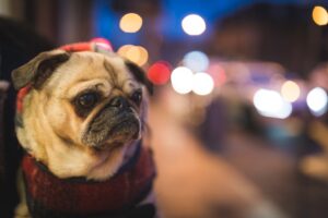 Maintaining Your Dog’s Dental Health: Tips for Healthy Teeth