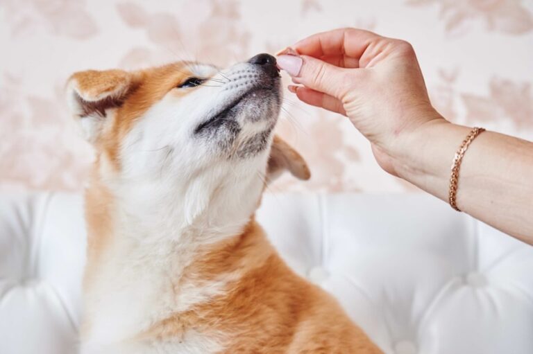 Top Tips for Pet Health and Wellness