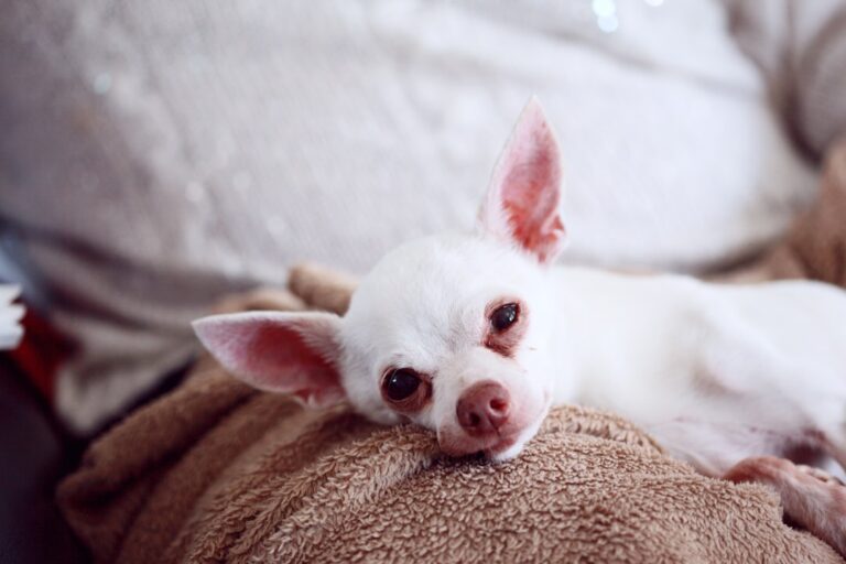 The Charming Chihuahua: A Tiny Breed with a Big Personality