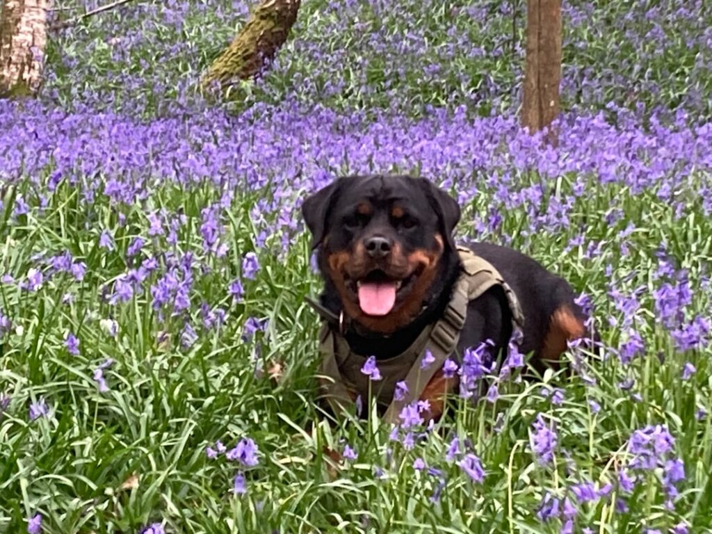 The Top Rottweiler Dog Breeds for Families