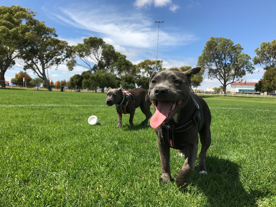 Photo "Dog park"