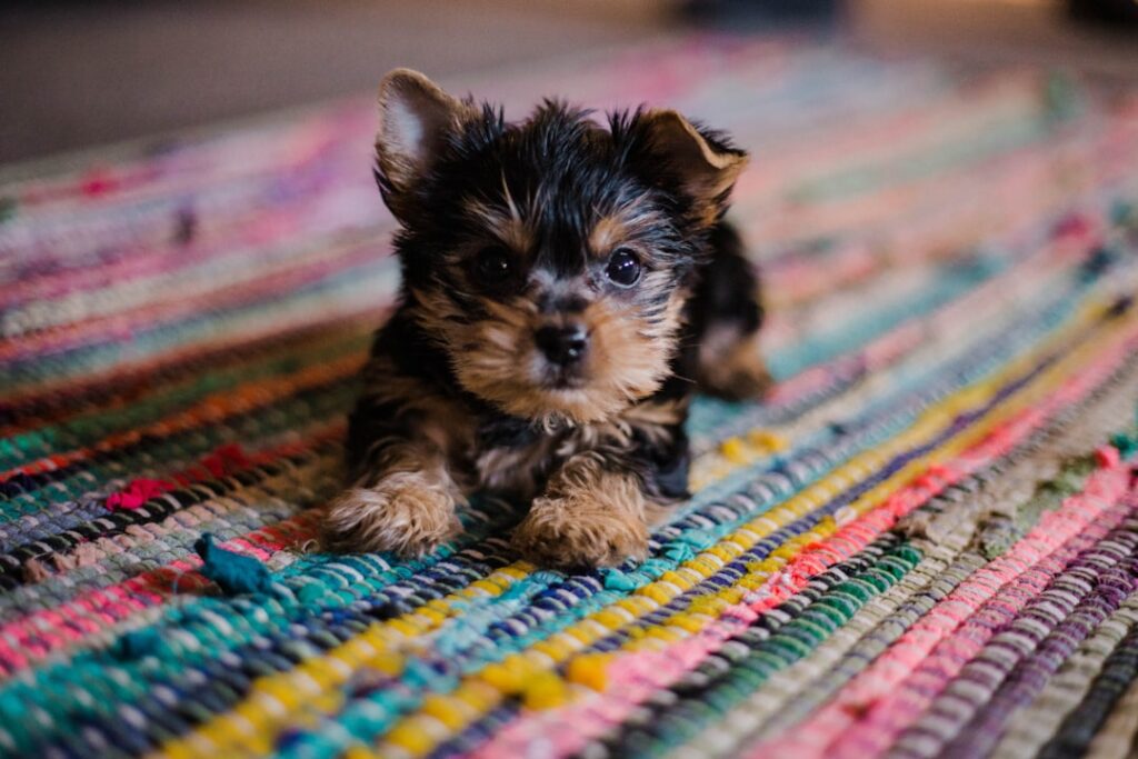 Top 10 Popular Puppy Names for Your New Best Friend