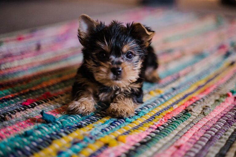 Top 10 Popular Puppy Names for Your New Best Friend